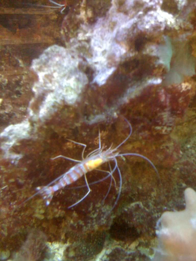 What Does Opaque Shrimp Look Like